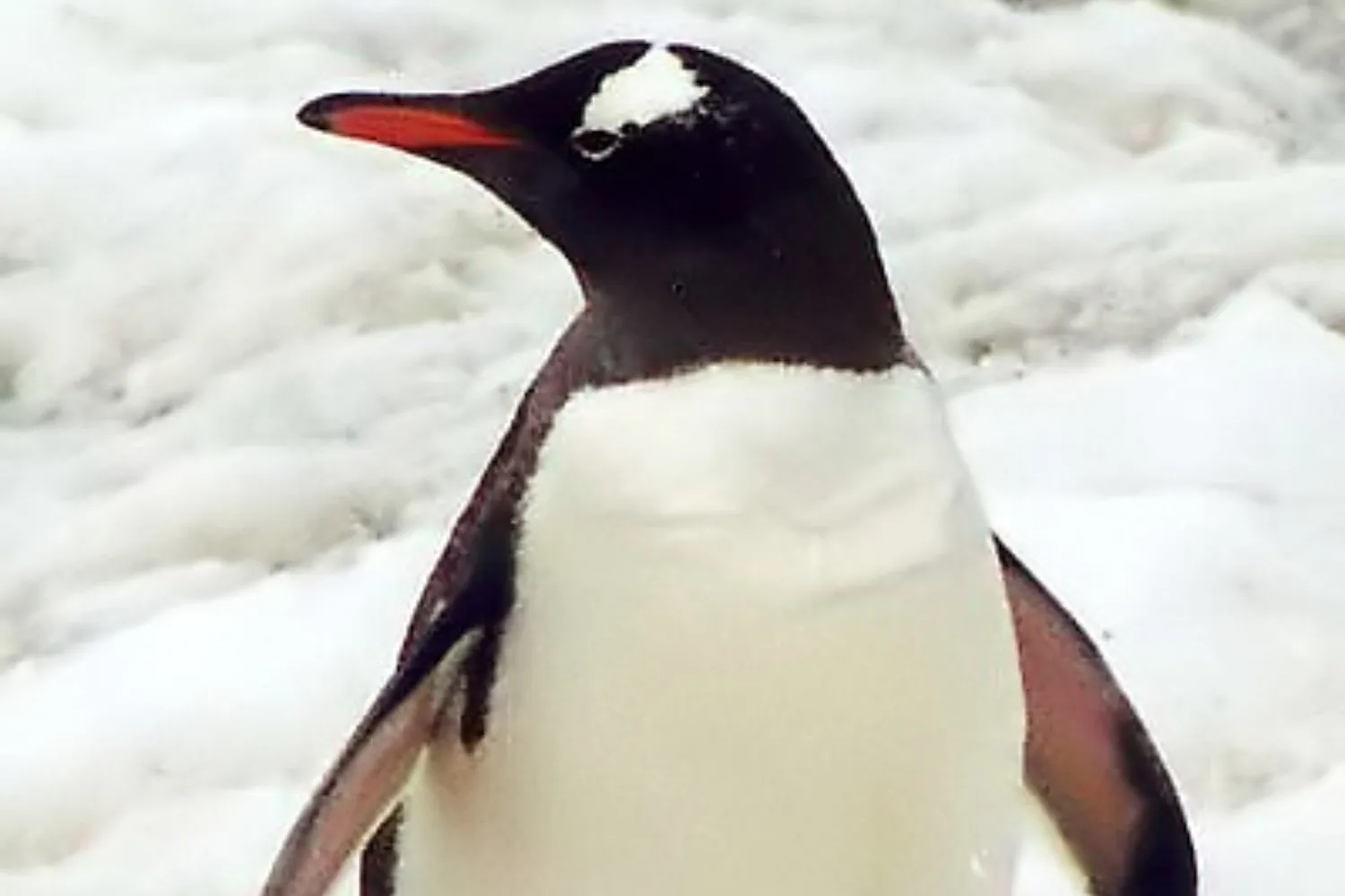 Scoperta dopo più di 100 anni una nuova specie di pinguino (che rischia già l’estinzione)
